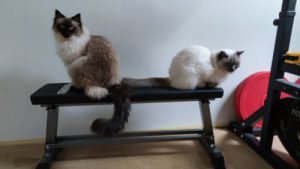 Katzen
