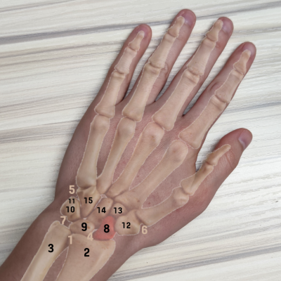 Hand mit Handknochen und Zahlen Hand mit Handknochen und Zahlen